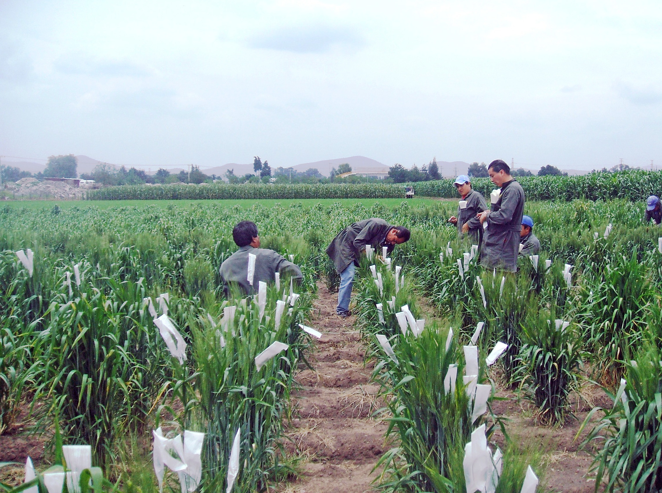 Rebuttal Letter Sets The Record Straight On Crop Breeding For Climate