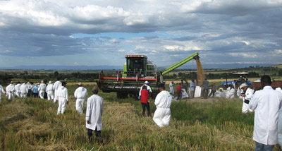 WHEAT photo