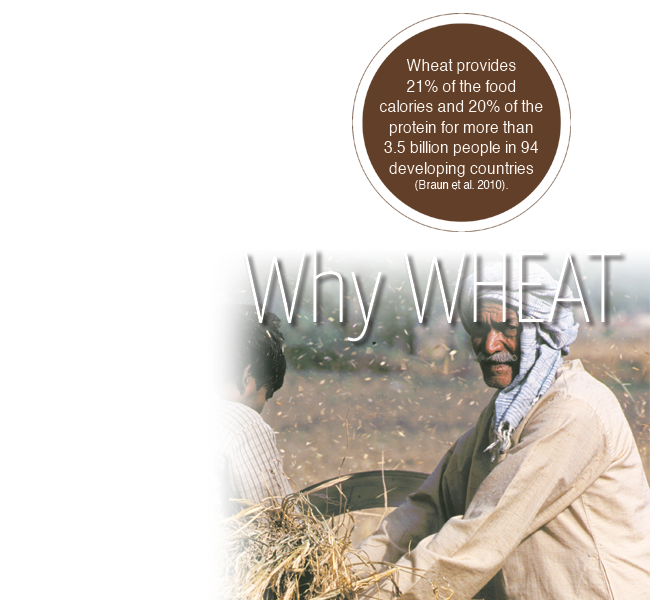 why_wheat