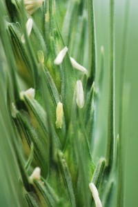 Bread_wheat_genome