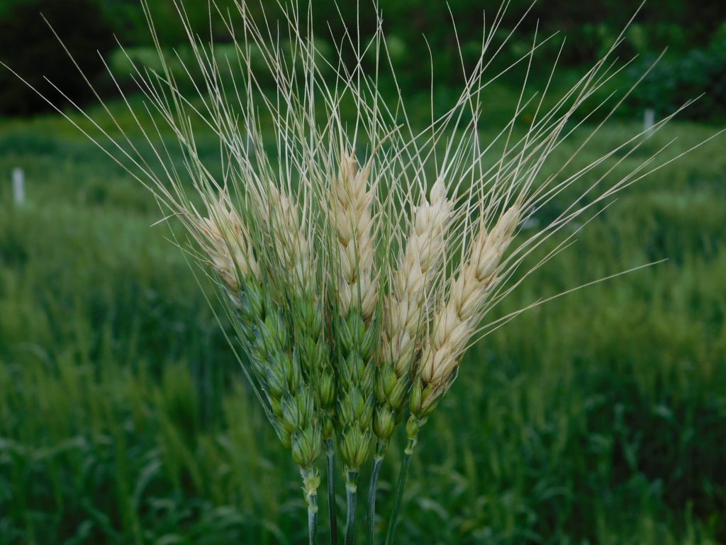 Level 10 Field of Wheat