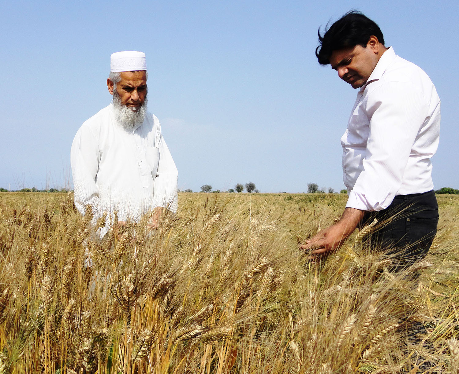 durum-wheat-production-in-pakistan-keeping-up-with-changing-demands