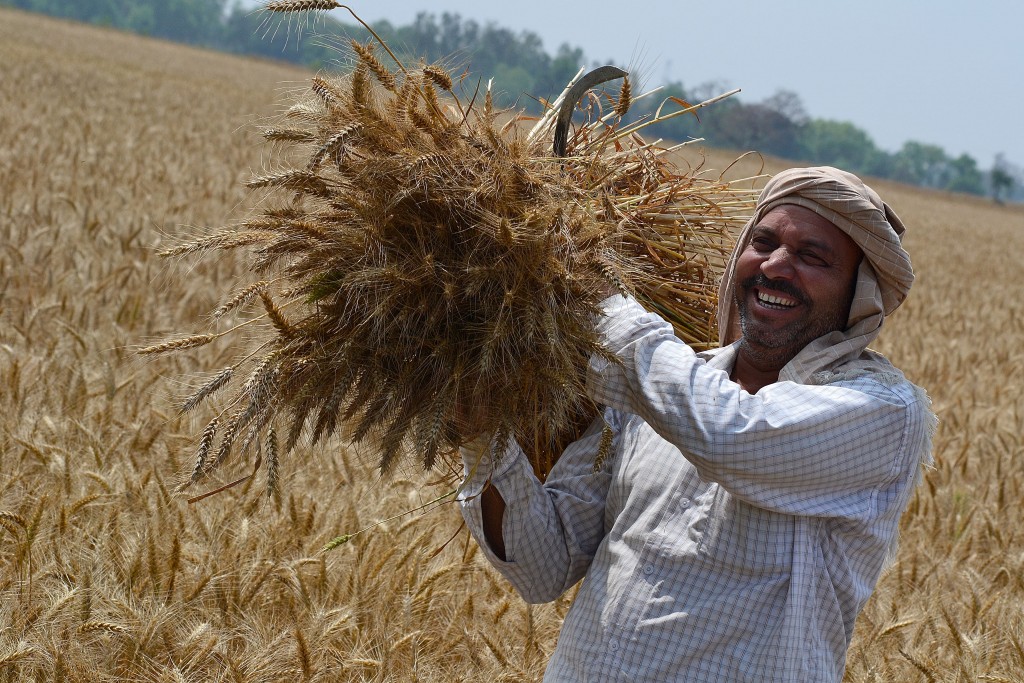 Farmer with wheat harvest (2)
