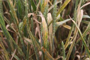 Wheat showing symptoms of stem rust (Puccinia graminis), in this case the virulent Ug99 race. The reddish brown pustules contain masses of urediospores, and may occur on both sides of the leaves, on the stems, and on the spikes. These pustules coalesce during heavy infections, and the disease also causes chlorosis and tissue death. This wheat is being grown, and will be assessed for symptoms, as part of an ongoing screening program at the Njoro research station in Kenya. The station is part of the Kenya Agricultural Research Institute (KARI), which is working in partnership with CIMMYT to identify sources of resistance to Ug99. This strain of the disease, which emerged in Uganda in 1999, is already endemic in the area, making it possible to use Njoro as a testing ground for wheats from all over the world. More than 30,000 wheat lines are now being screened each year. For more information on the disease, see CIMMYT's Wheat Doctor: https://wheatdoctor.cimmyt.org/en/pests-a-diseases/list/122?task=view. For more on CIMMYT's ongoing work on Ug99, see the following e-news stories: 2010, "Planting for the future: New rust resistant wheat seed on its way to farmers": https://www.cimmyt.org/newsletter/231-2010/716-planting-for-the-future-new-rust-resistant-wheat-seed-on-its-way-to-farmers. October 2009, "From Cairo to Kabul: Rust resistant wheat seed just in time": https://www.cimmyt.org/newsletter/38-2009/460-from-cairo-to-kabul-rust-resistant-wheat-seed-just-in-time. December 2008, "Report from the field: Wheat stem rust resistance screening at Njoro, Kenya": https://www.cimmyt.org/newsletter/37-2008/110-genetic-resources-program. December 2006, "Threat level rising": https://www.cimmyt.org/newsletter/82-2006/263-threat-level-rising. September 2005, "The Worlds Wheat Crop is Under Threat from New Disease": https://www.cimmyt.org/newsletter/86-2005/331-the-worlds-wheat-crop-is-under-threat-from-new-disease. Photo credit: Petr Kosina/CIMMYT.