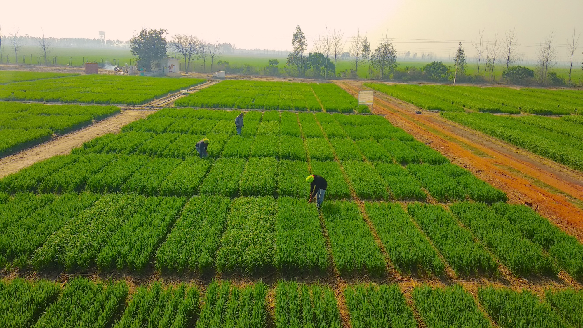 Innovative Irrigation Promises “more Crop Per Drop” For Indias Water Stressed Cereals Archive 8546